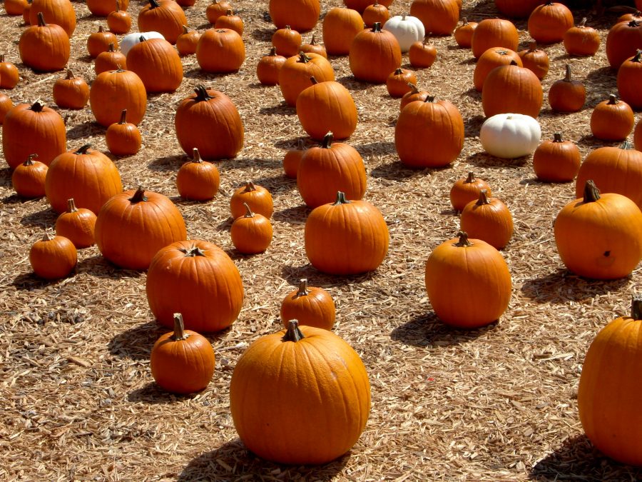 Santa’s Garden Pumpkin Patch, located in Buena Park, is full of fun activities, obstacle courses, blow-up slides and affordable pumpkins Photo by Ashley Shafer