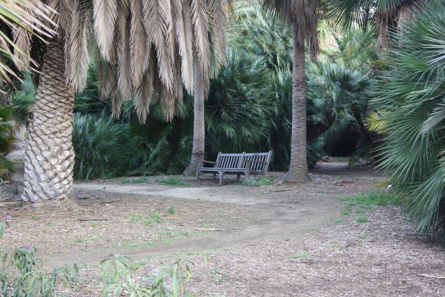 Benches found throughout the arboretum provide a great place to journal or relax in nature. | Amy Seed/THE CHIMES