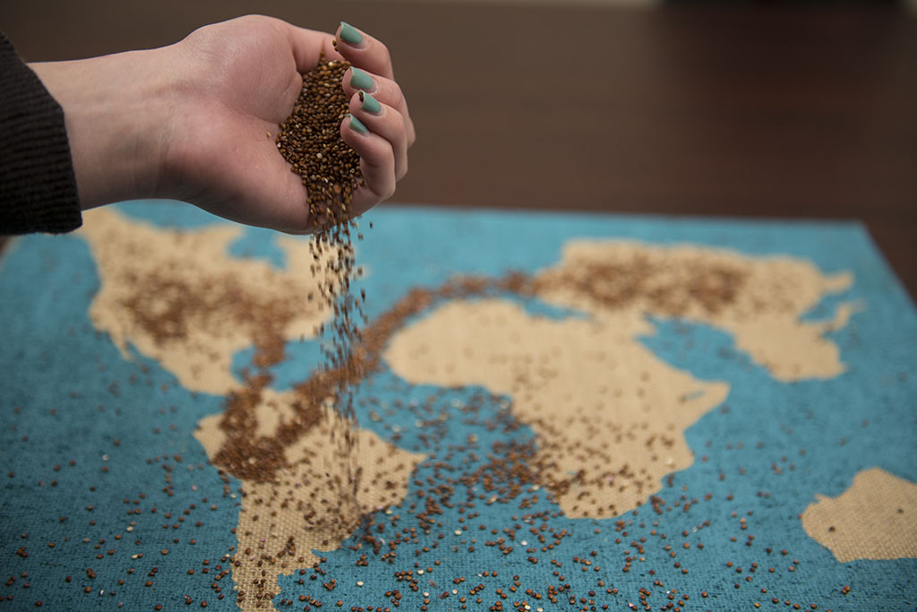 Moral questions raised by first world countries' mass importation of quinoa when the seed rose to fame as a health 'superfood' around 2011 focused consumer attention on the people who would exist beyond the shelves of their local supermarket. | Olivia Blinn/THE CHIMES