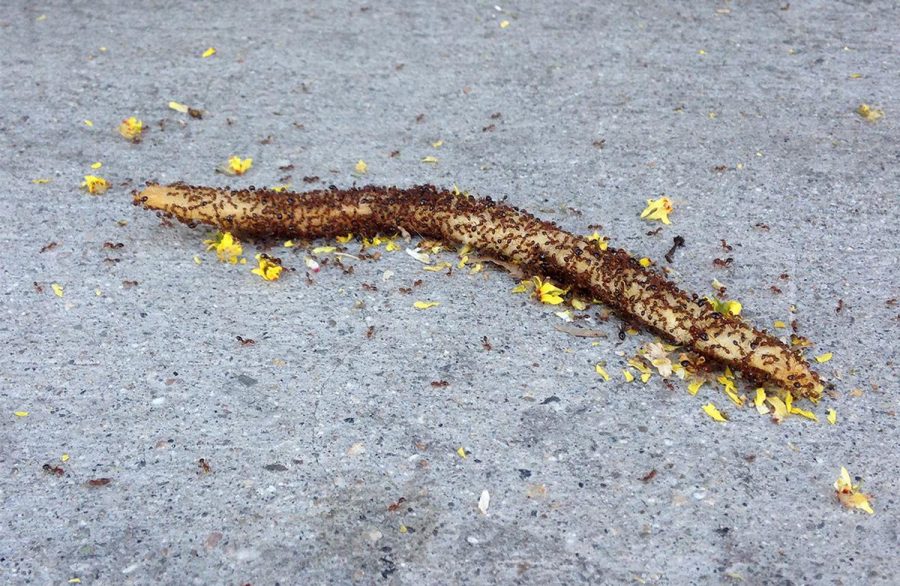 A swarm of ants attacks a french fry outside the Biola Café. | Jenny Oetzell/THE CHIMES
