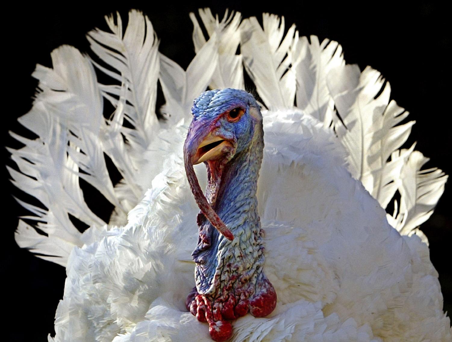 Stars, a turkey from Carthage, Mo., looks around the Rose Garden at the White House in Washington just before he was granted the traditional Thanksgiving season pardon by President Bush. AP File Photo: 11/24/03.