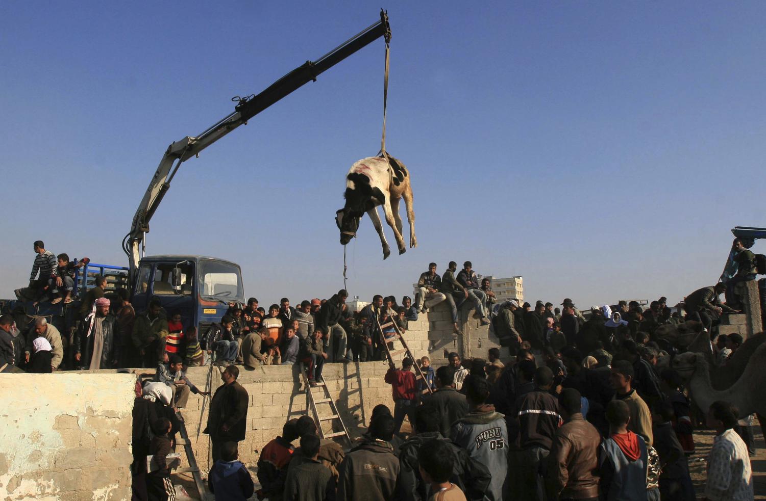 A crane lifts a cow from the Egyptian side of Rafah to the Gaza Strip over the border wall which was blown up by Palestinian militants earlier this week, in the southern Gaza Strip, Friday, Jan. 25, 2008. The border was breached Wednesday, when Palestinian militants blew down large sections of the border wall.