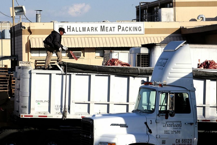 A worker throws a piece of meat among cattle carcass scraps dropped into a truck at the Hallmark Meat Packing slaughterhouse in Chino, Calif. in this Jan. 30, 2008 file photo. The U.S. Department of Agriculture on Sunday recalled 143 million pounds of frozen beef from from Chino-based Westland/Hallmark Meat Co. a Southern California slaughterhouse that is being investigated for mistreating cattle. (AP Photo)