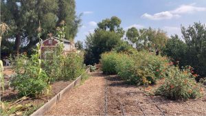 Biola's community garden offers a comforting escape.